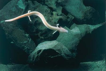 Biodiversity